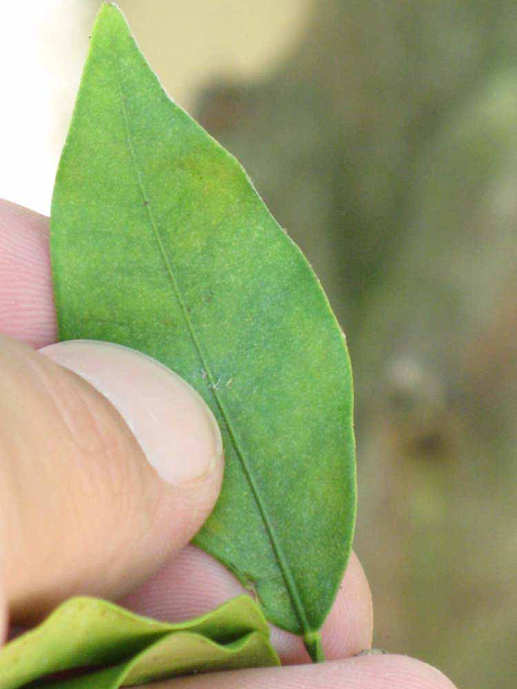            Unifoliolate leaf (Winter Haven, FL)   